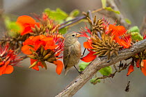 Small tree finch (Camarhynchus parvulus) feeding on seasonal Erythrina flowers Galapagos