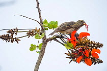 Vegetarian finch (Camarhynchus crassirostris) feeding on Erythrina flower stamens, Galapagos