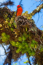 Vermilion flycatcher (Pyrocephalus rubinus), Galapagos