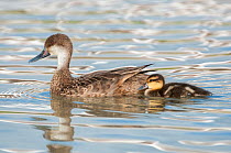 White cheeked pintail duck (Anas bahamensis) female with chick, Galapagos