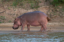 Hippopotamus (Hippopotamus amphibius) defecating and urinating, fanning its tail to distribute the waste over a wide area, Selous Game Reserve, Tanzania.