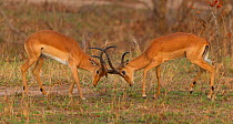 Two Impala Rams (Aepyceros melampus) testing each other prior to more aggressive in dominance behaviour. Mikumi National Park, Tanzania