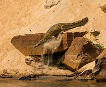 Nile Crocodile (Crocodylus niloticus) moving back into water from rock on which it was sunning, Rufiji River, Selous Game Reserve, Tanzania.