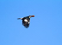Acorn woodpecker (Melanerpes formicivorus), female carrying acorn in flight, Mount Diablo State Park, California, USA.