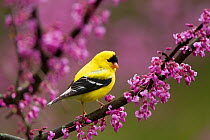 American goldfinch (Carduelis tristis) male in breeding plumage, perched in Eastern redbud flowers in spring, New York, USA May.