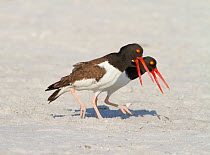 American oystercatchers (Haematopus palliatus) courting pair performing 'Piping Display', calling as they walk along together, Fort DeSoto Park, Florida, USA, March