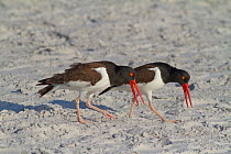 American oystercatchers (Haematopus palliatus) courting pair performing &#39;Piping Display&#39;, calling as they walk along together, Fort DeSoto Park, Florida, USA, March