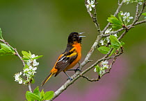 Baltimore oriole (Icterus galbula) male singing in spring, perched on Pear blossom  (Pyrus sp.) flowers, New York, USA May.