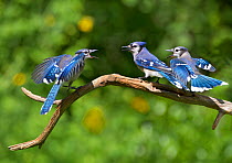 Blue jays (Cyanocitta cristata) two fledglings beg by fluttering wings at adult  (center bird), New York, USA.