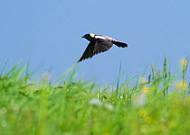 Bobolink (Dolichonyx oryzivorus ) male in flight over its meadow territory, New York, USA, June.