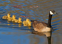 Canada goose (Branta canadensis) adult swimming leading five goslings, Ithaca, New York, USA.