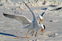 Herring gull (Larus argentatus) attacking and attempting to steal fish from Royal Tern  (Sterna maxima), Fort DeSoto Park, Florida, USA, March