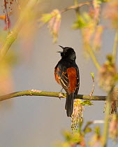 Orchard oriole (Icterus spurius) male singing in spring, New York, USA May.