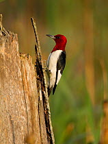 Red-headed woodpecker (Melanerpes erythrocephalus), Montezuma Wildlife Refuge, New York, USA, August