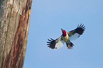 Red-headed woodpecker (Melanerpes erythrocephalus) flying to nest hole with beakful of insects for young in nest, Montezuma Wildlife Refuge, New York, USA, August