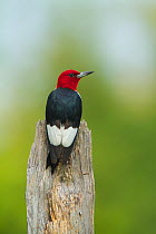 Red-headed woodpecker (Melanerpes erythrocephalus) perched at top of snag, rear view, Montezuma Wildlife Refuge, New York, USA, August.