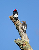 Red-headed woodpeckers (Melanerpes erythrocephalus) adult  (upper) and juvenile, Montezuma National Wildlife Refuge, New York, USA