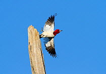 Red-headed woodpecker (Melanerpes erythrocephalus) taking flight from perch, May&#39;s Point area, Montezuma Wildlife Refuge, New York, USA, August