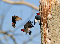 Red-headed woodpeckers (Melanerpes erythrocephalus), pair fighting with European Starling  (Sturnus vulgaris) that is trying to take over the woodpeckers' nest hole, Montezuma National Wildlife Refuge...