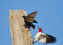 Red-headed woodpecker (Melanerpes erythrocephalus) fighting with European Starling  (Sturnus vulgaris) that is trying to take over the woodpecker's nest hole, Montezuma National Wildlife Refuge, New Y...