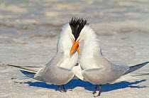 Royal terns (Sterna maxima) pair crossing bills during courtship behaviour, Fort DeSoto Park, Florida, USA