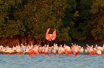 Roseate spoonbill (Ajaia ajaja) flying in to join mixed flock of Roseate Spoonbills and White Ibis  (Eudocimus albus) all in breeding plumage, at the edge of a mangrove island, Tampa Bay, Florida, USA...