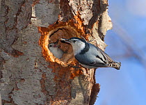 White-breasted nuthatch (Sitta carolinensis) male bringing food for female who is incubating in nest hole in treetrunk. New York, USA, April
