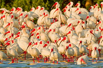 Flock of White ibis (Eudocimus albus) in breeding plumage, at rookery on water's edge of the mangrove-covered island, Tampa Bay, Florida, USA, March
