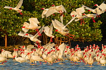 Flock of White ibis (Eudocimus albus) in breeding plumage, taking flight from rookery at edge of the mangrove-covered island, Tampa Bay, Florida, USA, March.