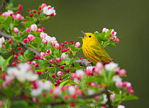 Yellow warbler (Setophaga petechia) male singing while perched on Crabapple  (Malus sp.) flowers in spring, New York, USA May.