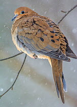 Mourning Dove (Zenaida macroura) perched on branch in snow, Acadia National Park, Maine, USA, February.