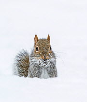 Eastern Gray Squirrel (Sciurus carolinensis) feeding in snow, Acadia National Park, Maine, USA, February.