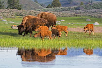 American Buffalo or Bison (Bison bison) group with calves, Yellowstone National Park, Wyoming, USA, May