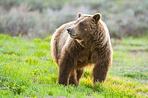 Grizzly bear (Ursus arctos horribilis)  Grand Teton National Park, Wyoming, USA, May