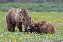 Grizzly Bear (Ursus arctos horribilis) mother with cubs, Grand Teton National Park, Wyoming, USA, June.