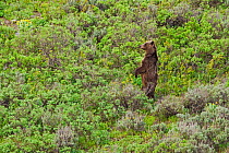 Grizzly Bear (Ursus arctos horribilis) standing on hind legs, Grand Teton National Park, Wyoming, USA, June.