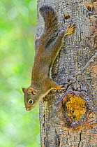 American Red Squirrel (Tamiasciurus hudsonicus) on tree trunk, Grand Teton National Park, Wyoming, USA, June.