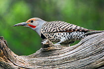 Northern Flicker (Colaptes auratus) perched, Grand Teton National Park, Wyoming, USA, June.