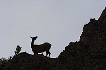 Elk (Cervus canadensis) silhouetted against grey sky, Yellowstone National Park, Wyoming, USA, June.