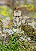 Golden-mantled Ground Squirrel (Callospermophilus lateralis) female standing alert, Yellowstone National Park, Wyoming, USA, June.