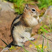 Golden-mantled ground squirrel (Callospermophilus lateralis) feeding on flowers, Yellowstone National Park, Wyoming, USA, June.