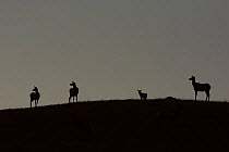 Elk (Cervus canadensis) silhouetted against gloomy sky, Yellowstone National Park, Wyoming, USA, June.