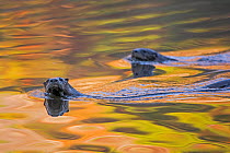 North American River Otter (Lontra canadensis) two swimming near the surface with autumn leaves reflected in water,  Acadia National Park, Maine, USA, October.