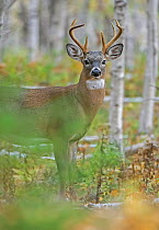 White-tailed Deer (Odocoileus virginianus) male, Acadia National Park, Maine, USA, October.
