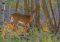 White-tailed Deer (Odocoileus virginianus) male in forest,  Acadia National Park, Maine, USA, October.