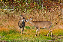 White-tailed Deer (Odocoileus virginianus) two males durin rut, Acadia National Park, Maine, USA, October.