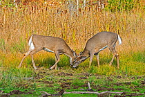 White tailed deer (Odocoileus virginianus) rutting, Acadia National Park, Maine, USA, October.