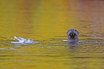 North American river otter (Lontra canadensis) emerging from water, Acadia National Park, Maine, USA, October.