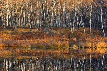 White-tailed Deer (Odocoileus virginianus) in front of forest, with reflection of trees in water,  Acadia National Park, Maine, USA, October.