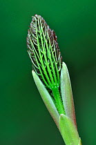 Sycamore (Acer pseudoplatanus) bud breaking. Dorset, UK April.